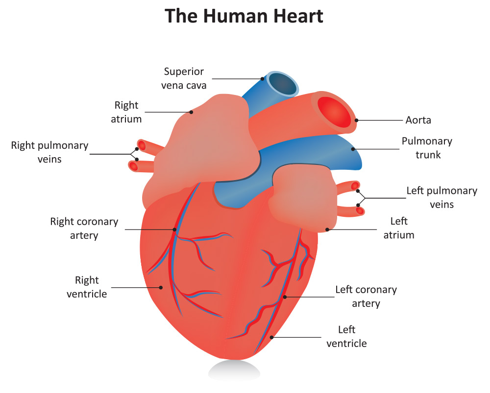 Adult Cardiovascular Consultation | SETX Cardiology Associates